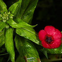 2025-07-27 09-54-47 113055000543