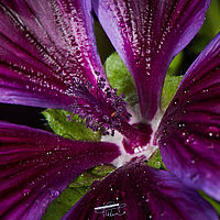 2025-07-27 09-55-45 113055000543