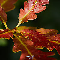 2025-07-27 14-36-05 113055000543