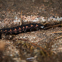 2025-04-20 14-43-45 113055000543