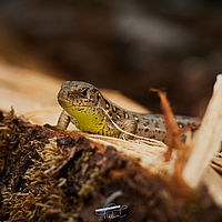 2025-05-31 16-02-10 113055000543