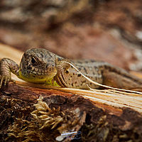 2025-05-31 16-09-44 113055000543