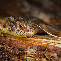 2025-05-31 16-11-34 113055000543