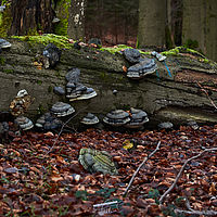 2025-12-21 15-57-54 113055000543