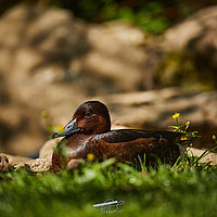 2025-04-21 11-21-08 113055000543