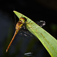 2025-07-27 15-51-11 113055000543