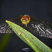 2025-07-27 16-13-01 113055000543