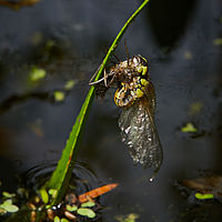 2025-07-27 17-05-10 113055000543