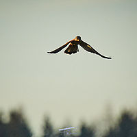 2025-12-21 15-42-43 113055000543 4