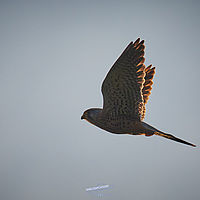 2025-12-21 15-44-10 113055000543