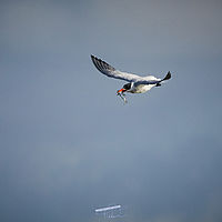 2025-09-15 08-56-06 113055000543