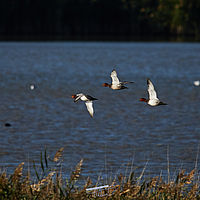 2025-09-21 08-41-11 113055000543