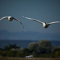 2025-09-21 08-53-20 113055000543