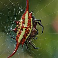 Drachenspinne A4-Format
